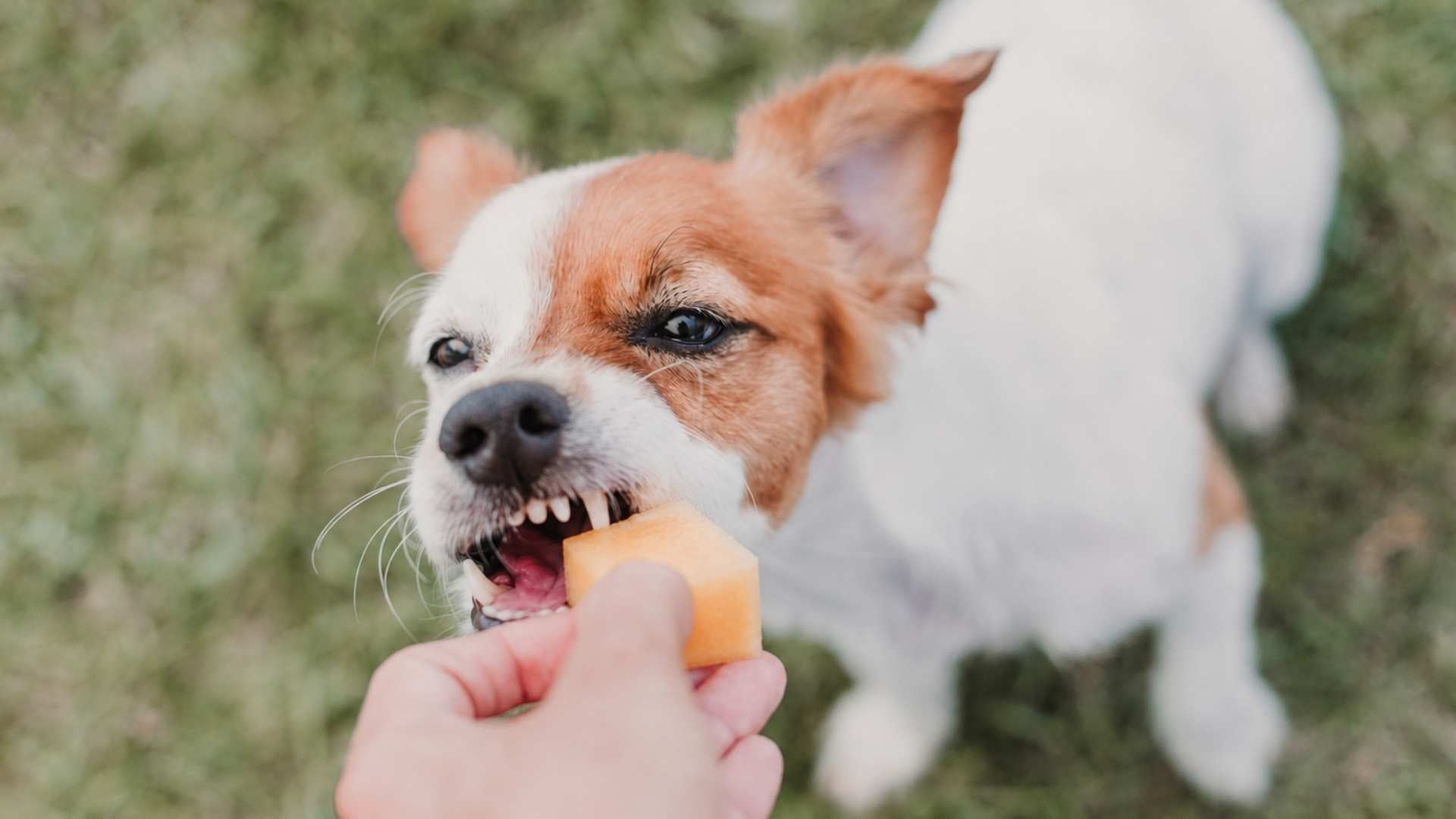 puedo dar melón a un perro